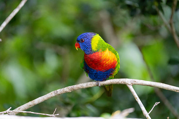 istock A rainbow lorikeet (Trichoglossus moluccanus) sits on a tree branch surrounded by green foliage in Australia 2215980668
