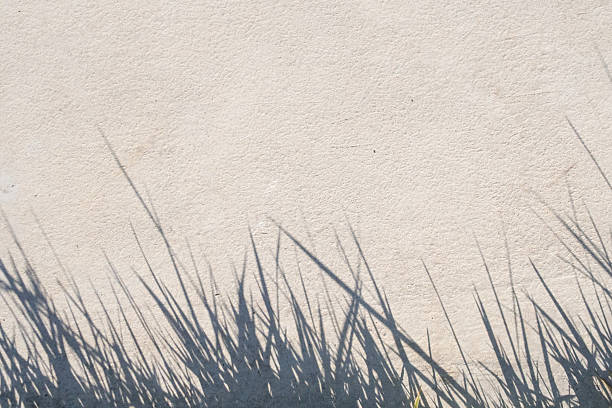 Abstract natural grass leaves shadow on white wall background