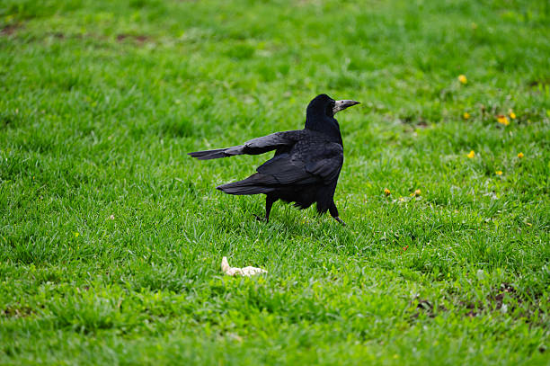A solitary black rook stands alert on a vibrant green grass field, its dark feathers contrasting sharply with the fresh spring ground. The scene evokes a sense of calm observation and natural simplicity, with a few scattered yellow flowers adding detail.