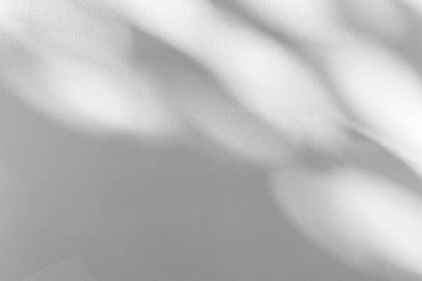istock Abstract natural tree branch leaves shadow on white wall background 2215981185
