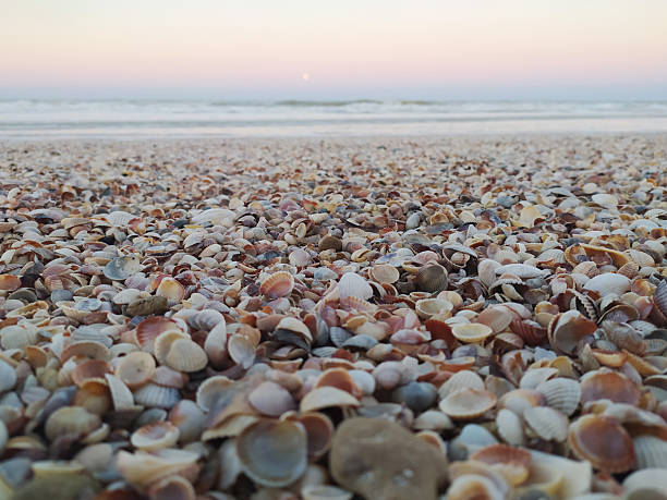 Endless seashells blanket a serene beach at twilight. Evokes tranquility, coastal beauty, and natural abundance. Ideal for travel, relaxation, or ocean life themes.