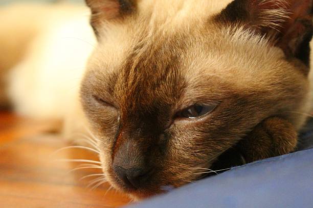 Siamese cat isolated on white and looking up