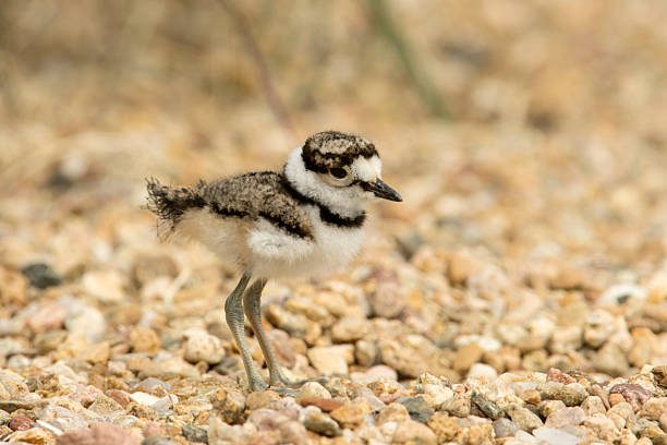 Newly hatched, a tiny and fuzzy killdeer chick hunts for insects in Clement Park near Johnson Reservoir in Littleton Colorado.