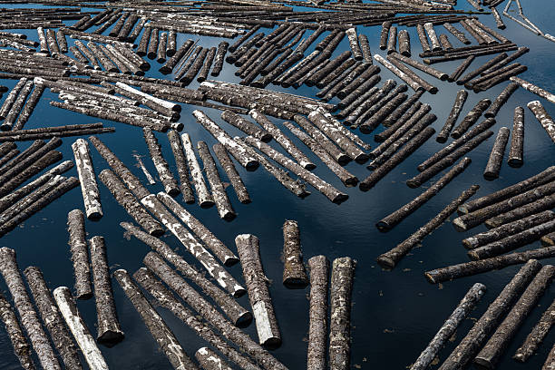 High angle aerial shot of felled tree trunks floating in the Coquille River outside a sawmill in Coos County, Oregon. Wispy white clouds are reflected in the calm water.\n\nLOG/Flat version available. Please contact sales for more information.