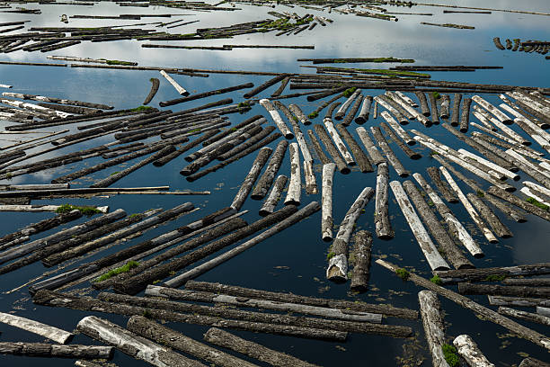 istock Logs Floating in Coquille River in Oregon 2215985944