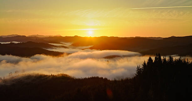 Sunrise over Foggy Forest - Aerial