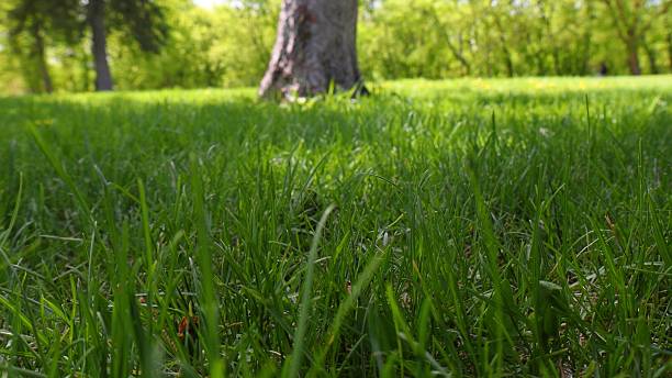 istock Park area with trees and green grass in spring 2215988061