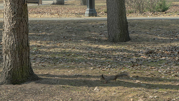 A playful squirrel enjoys a sunny spring day in the city park, eagerly feeding on nuts while surrounded by vibrant greenery and the cheerful atmosphere of urban wildlife.
