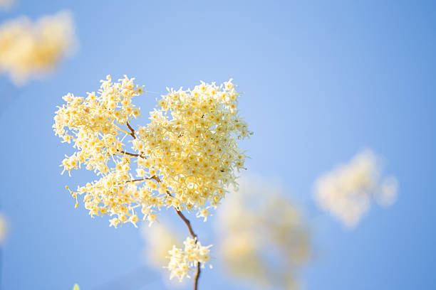 istock White flowers on a blue sky background 2215992435