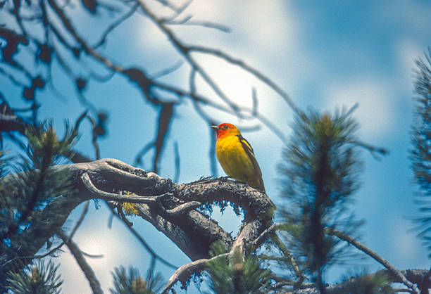 Grand Teton NP - Western Tanager - 1981. Scanned from Kodachrome 25 slide.