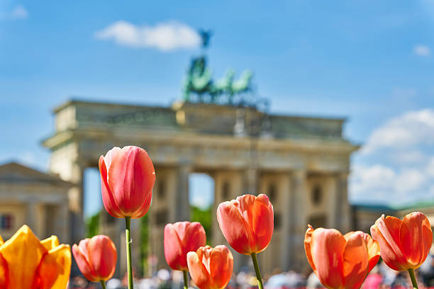istock Flower bed with tulips in Berlin 2215995745