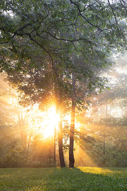 Warm rays of the sun pass through the trees and lawn. Sunset in the Park.
