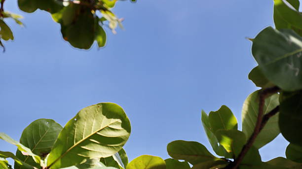 istock Leaves on the branches again sky, nature green Background 2215998804