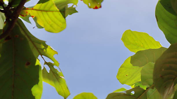 istock Leaves on the branches again sky, nature green Background 2215999011