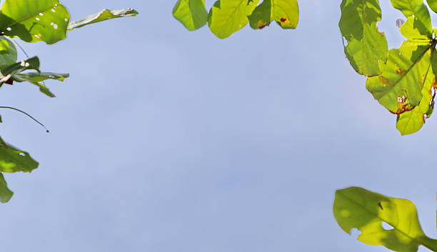 Leaves on the branches, tree again sky, nature green Background, Selective focus