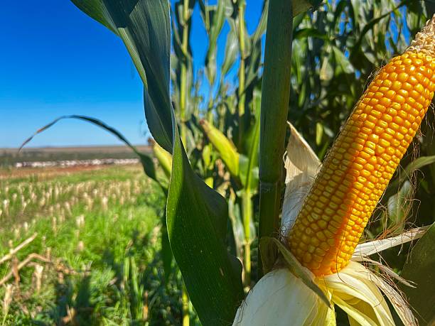 istock Spike of corn grain on tropical no-tillage system integrated. Cute vision the Spike grain corn for silage harvest process 2215999369