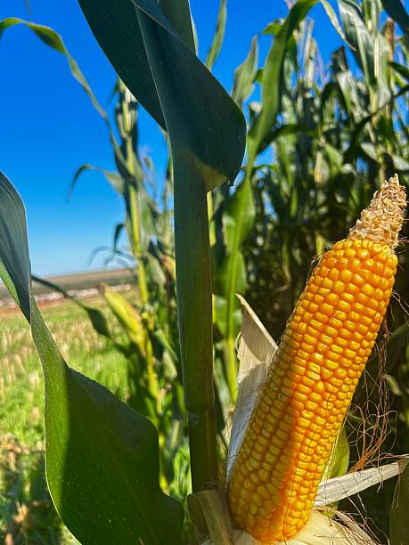 istock Spike of corn grain on tropical no-tillage system integrated. Cute vision the Spike grain corn for silage harvest process 2215999376