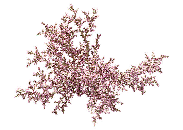 From above view tree flowery pink blossoming cut out white backgrounds 3d render