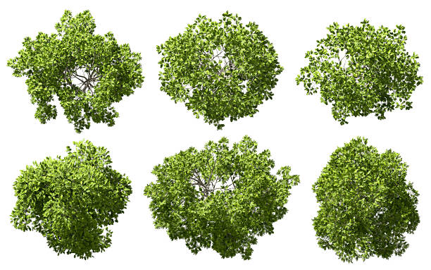 istock Topview outside greenery trees landscape cut out white backgrounds 3d render 2215999589