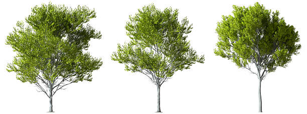 istock Isolated environmental woods trees collections cutout 3d render 2215999590