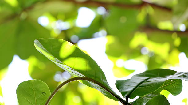 istock Leaves on the branches again sky, nature green Background 2215999660