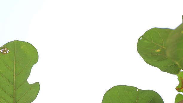 istock Leaves on the branches again sky, nature green Background 2216000310