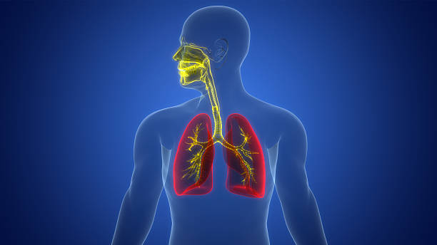istock Human Respiratory System Lungs Anatomy 2216000500