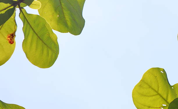 istock Leaves on the branches again sky, nature green Background 2216000535