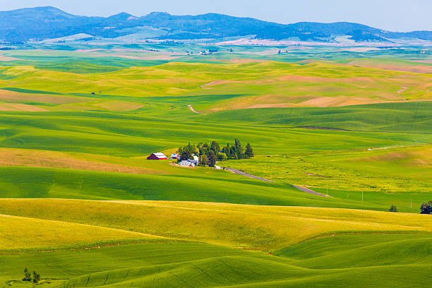 June 5, 2018. USA, Washington State, Eastern Washington,  Palouse Region. Colfax.