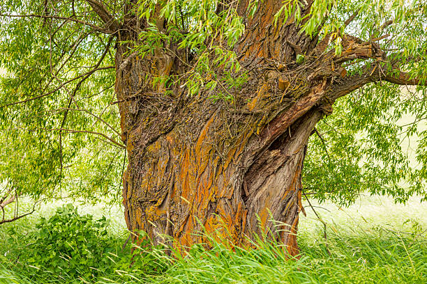 USA, Washington State, Eastern Washington,  Palouse Region.  Green wheat fields. Large old Willow tree. Salix sp.