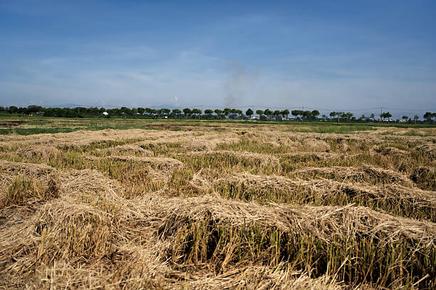 This image depicts a freshly harvested rice field near Hoi An, Vietnam. The cut stalks are still visible, forming textured rows of golden straw that catch the sunlight. This landscape bears witness to a moment of transition: the end of one agricultural cycle before the beginning of another.On the horizon, a line of trees and a few white structures punctuate the plain, while a thin veil of smoke rises in the distance, likely from the burning of agricultural residues.