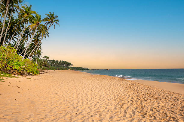 istock beach landscape in Negombo, Sri Lanka with empty sand beach and palm trees 2216004749