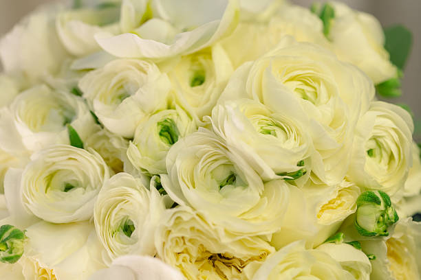 Orange ranunkulus