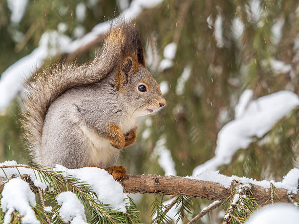 istock The squirrel sits on a branches without leaves in the winter or autumn 2216004927