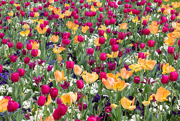 istock colorful tulips in flowerbed in orange and violet 2216005282