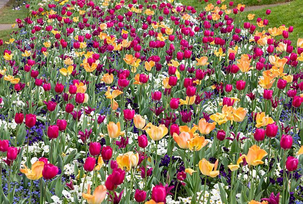 istock colorful tulips in flowerbed in orange and violet 2216005309