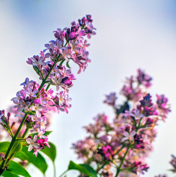 Beautiful lilac flowers close up view