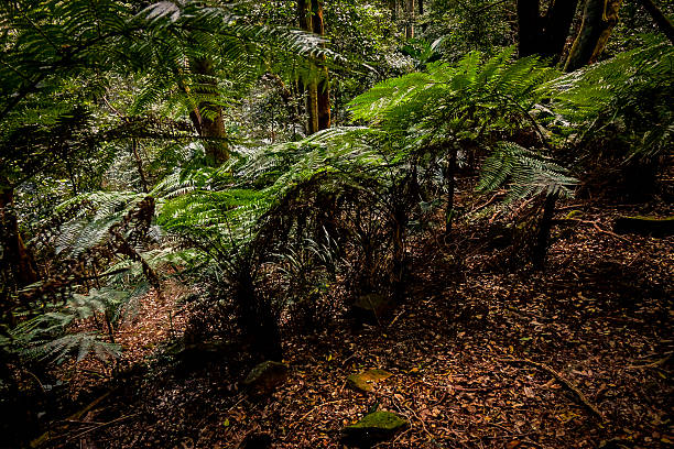 Lush fern undergrowth thrives on a forest slope in Minnamurra Rainforest, Australia. The image captures rich textures and natural light in a thriving temperate rainforest ecosystem.
