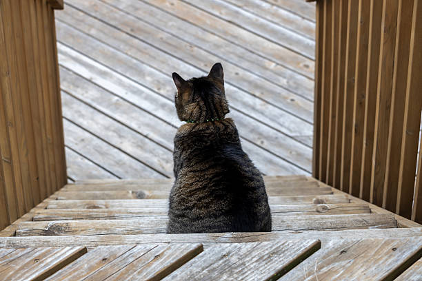 istock Gray tabby cat sitting on top of a deck staircase 2216009494