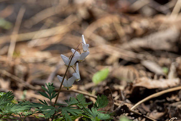 istock White Dutchman's breeches wildflower blossoms 2216009505