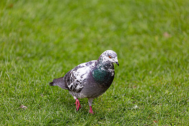 istock Pigeon on grass field in a garden 2216009956