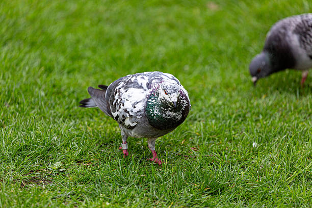 Pigeon on grass field in a garden