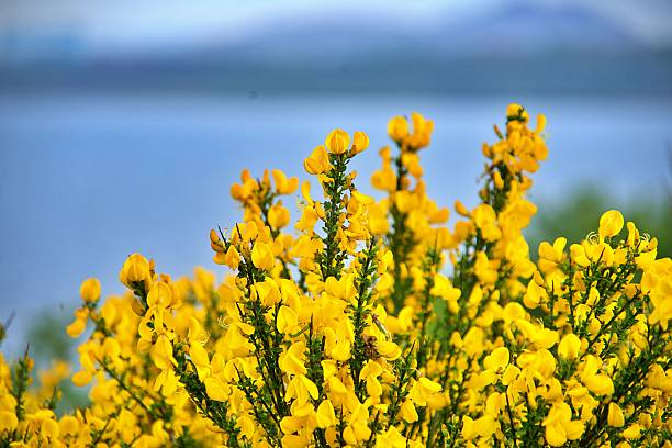 istock Vibrant yellow flowers by a serene lake. 2216010961