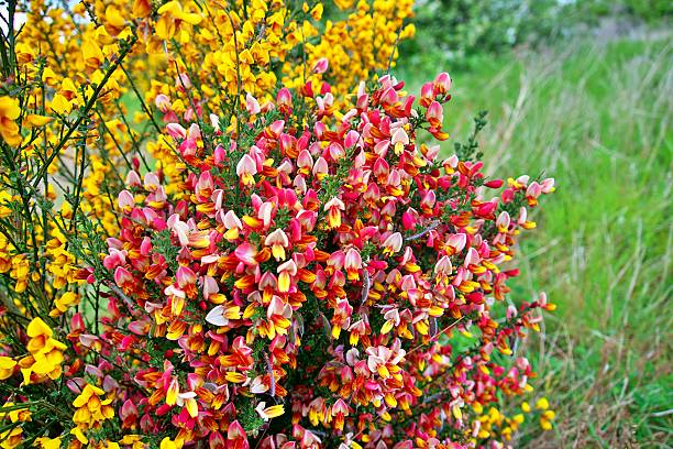 Vibrant pink and yellow broom flowers in full bloom in a lush green field.