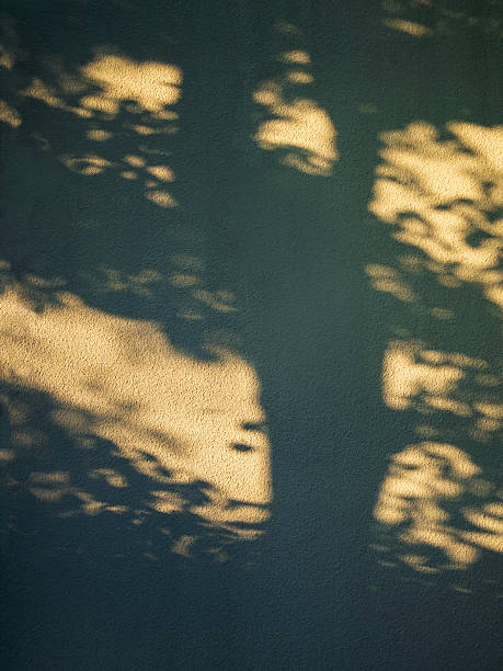 istock Tree Bark and leaves shadow on wall Nature Abstract background 2216011984