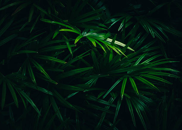 istock Palm Tree leaves Dark shade Tropical garden Nature Abstract background 2216011999