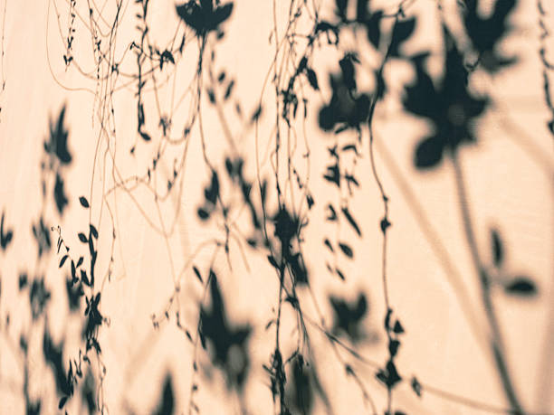 istock Tree leaves sunlight Shade shadow silhouette on wall Nature Abstract background 2216012001