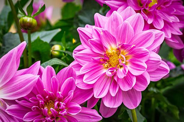 istock Vibrant pink dahlias in bloom 2216013689