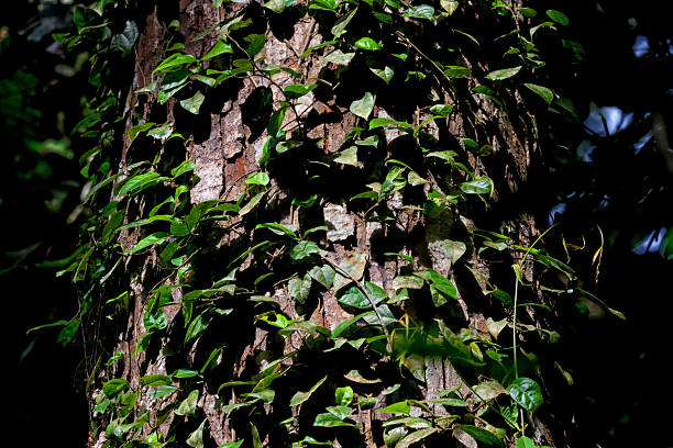 Vibrant green vines climbing textured tree bark in tropical forest.this photo was taken from Bangladesh.