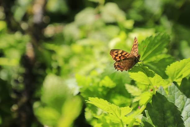 Speckled wood butterfly on green leaves in a sunny garden in Potes, Spain.